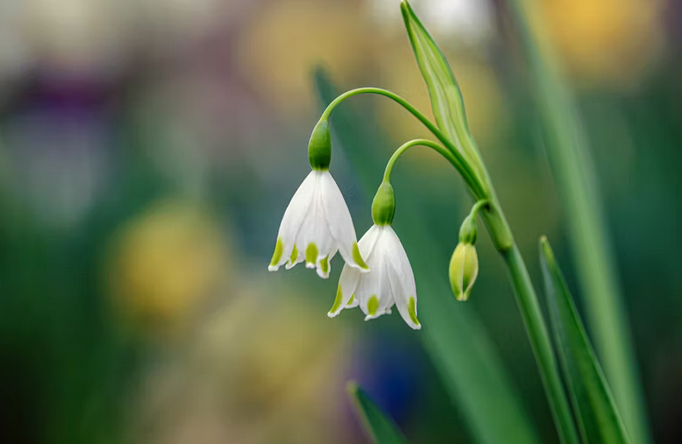 SNOW DROPS IN SPRINGTIME