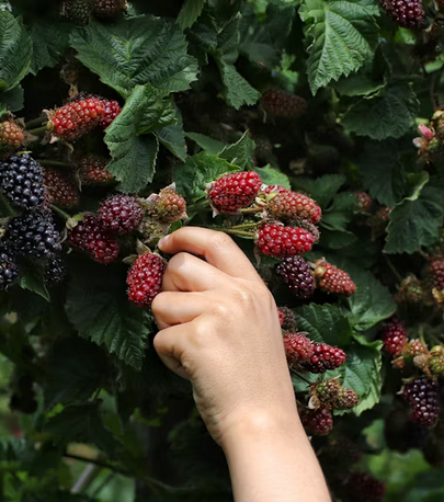 Blackberry picking for Baies soy wax melt