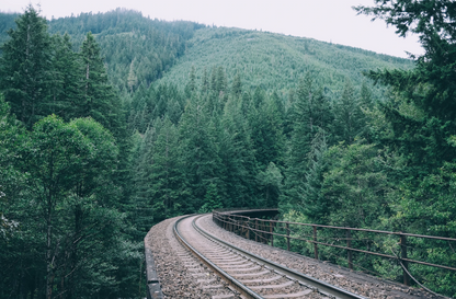 Railway tracks wind through a pine forest.